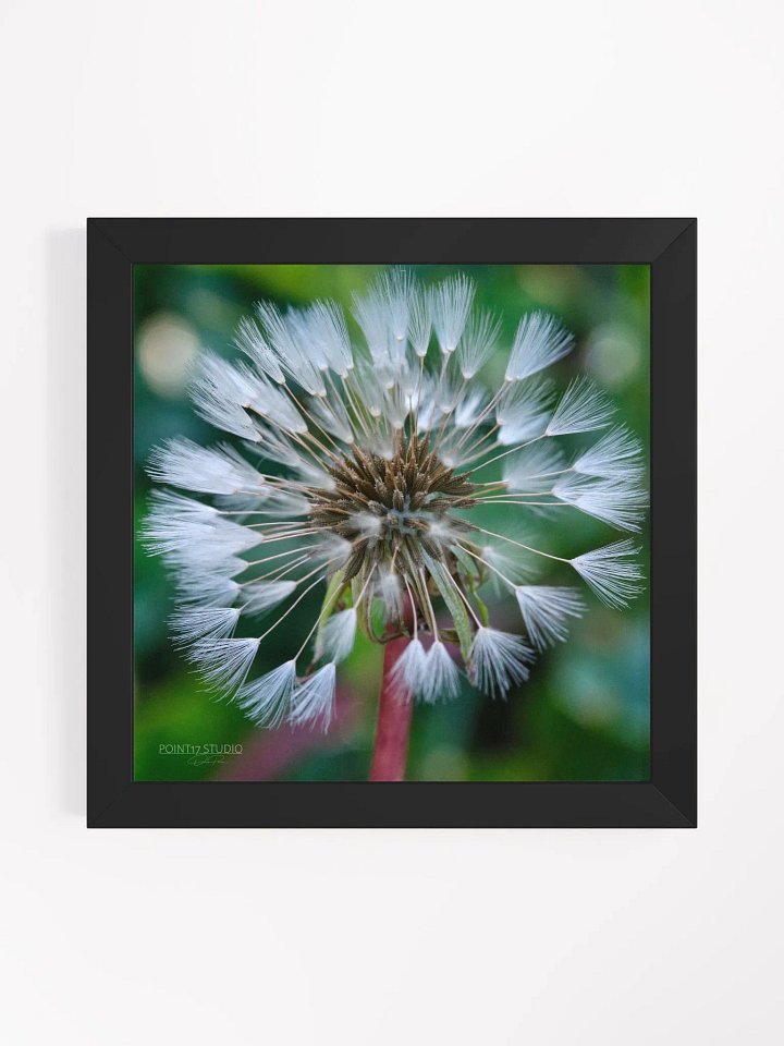 Dandelion #1 - Framed Print product image (25)