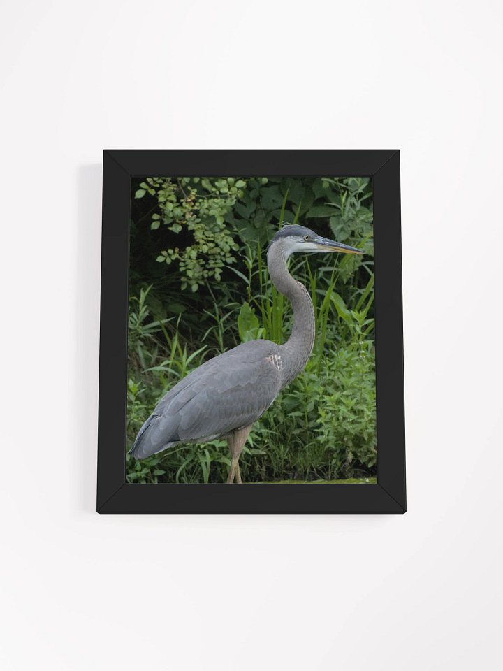 Great Blue Heron Poster product image (1)