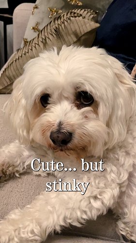 Angel disgraced herself at the park... yet again yesterday. I felt this poem was well overdue. 

#dogs #cutedog #poem #funnyp...