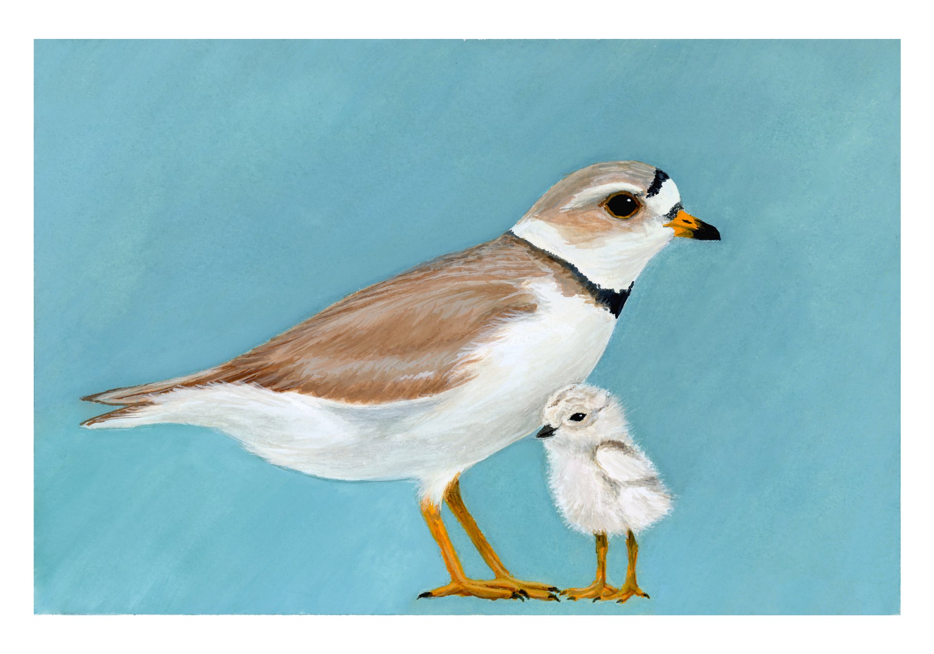 Plovers - giclée print product image (1)