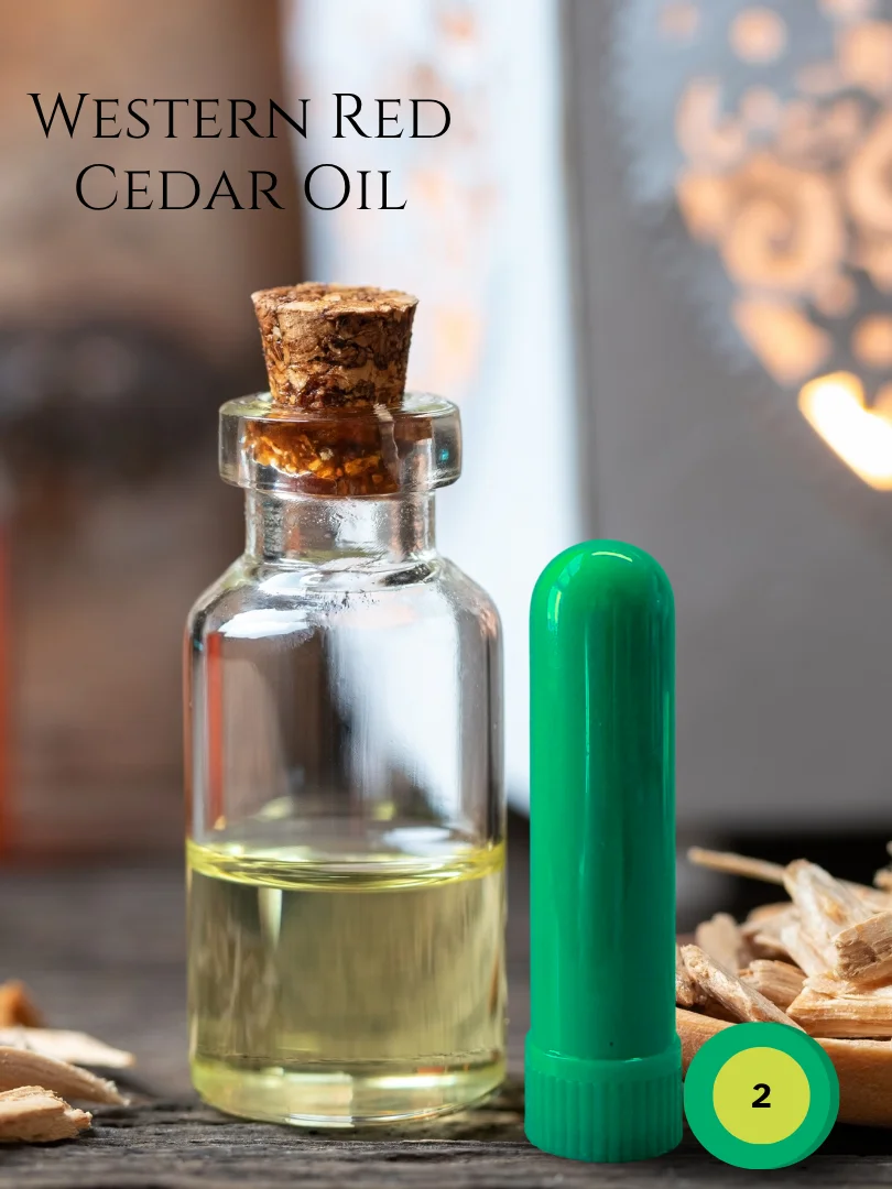 Olfaria Pine Odor Training Kit | 5 Single-Note Essential Oils | Scent Education | Train Your Nose product image (3)