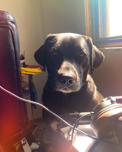 Our podcast dog is by our side! Thanks Luna! 🌖🐕‍🦺