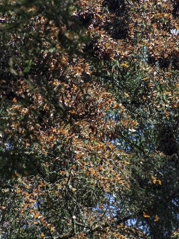 Tour al Santuario de la Mariposa Monarca desde la CDMX product image (3)