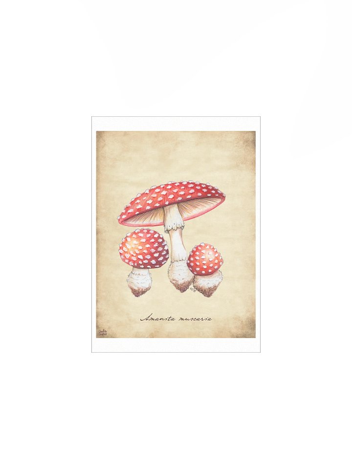 Amanita Muscaria - Art Print product image (2)