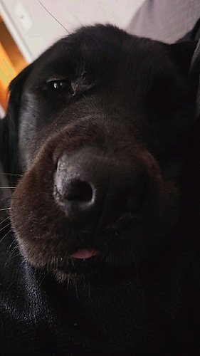 Gemelli has some deep thoughts on life and the state of the world these days. 🐕‍🦺 🥰 🤣