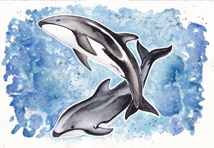Pacific Whitesided Dolphin Watercolor product image (1)