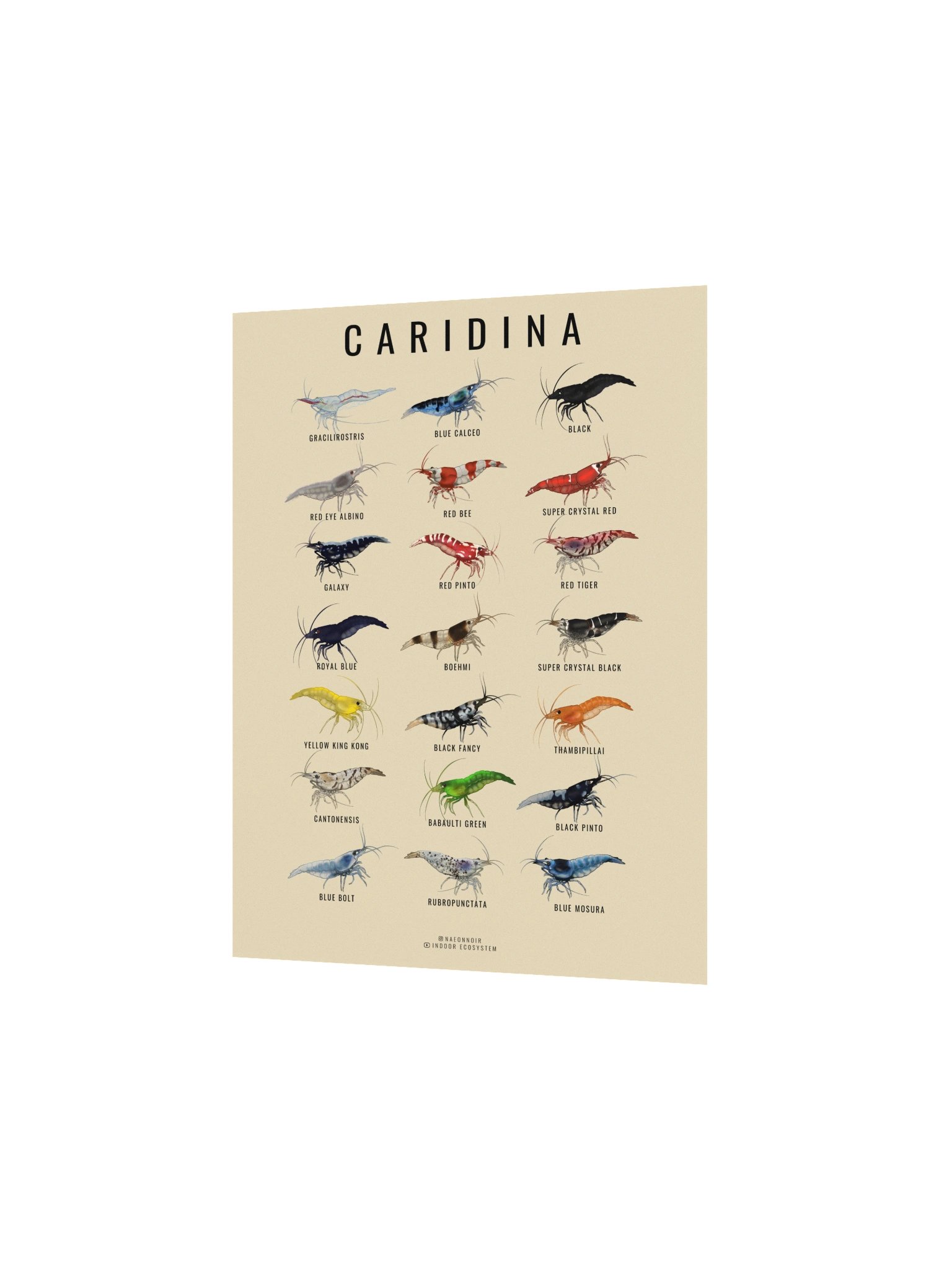 CARIDINA SHRIMP POSTER (CREAM) product image (2)