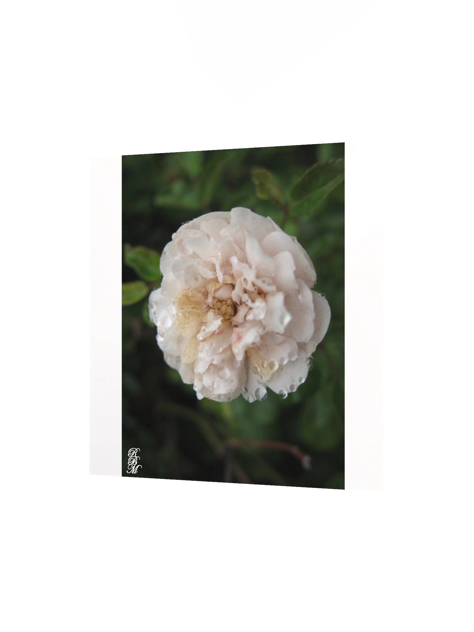 Dew on a Flower product image (7)