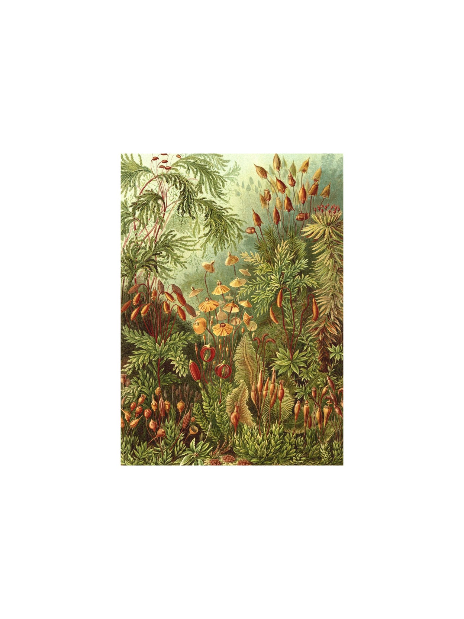 Mosses Antique Botanical Art Print product image (1)