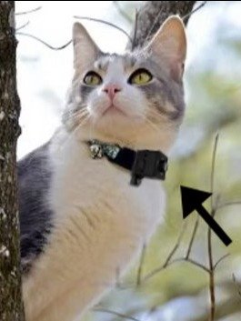 Tiny Pet Camera product image (2)