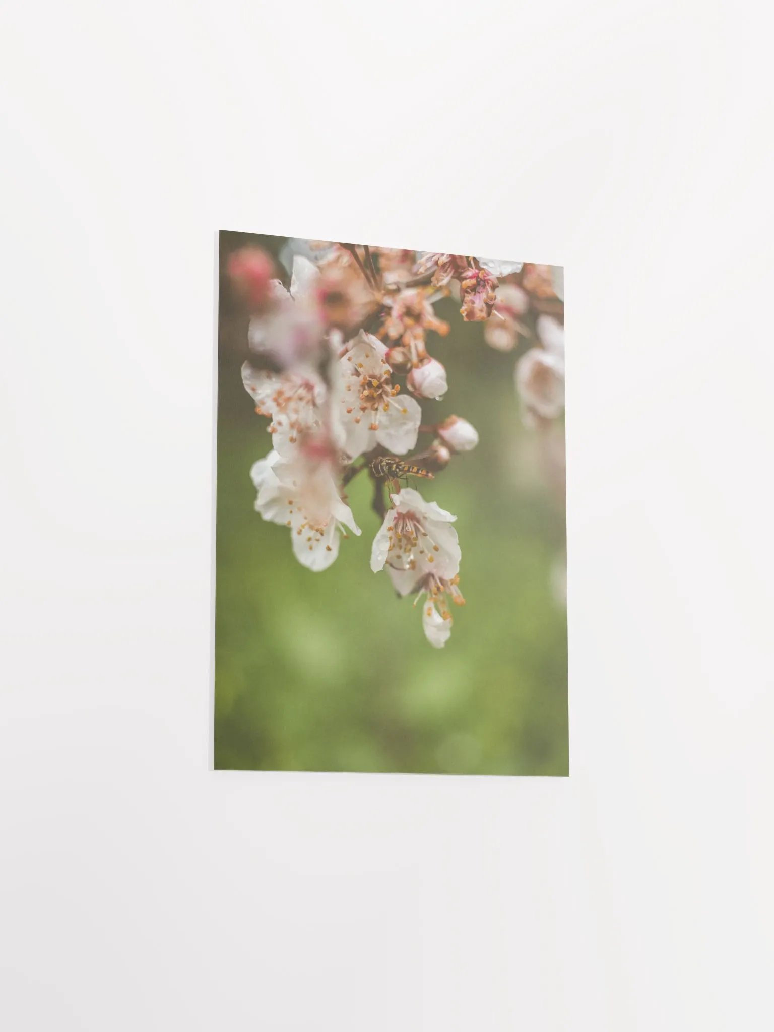Spring Bee product image (9)