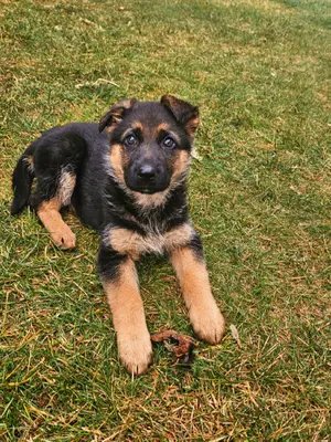 Meet my 8 month old GSD, Paisley.  She has come a long way from fear reactivity, being on a leash, slip lead, long line and now graduated to being off leash. Her off-leash recall is re-enforced by the #dogtra  280x. We've been training with her collar for about a month, I can successfully say the collar was a 