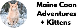 Maine Coon Adventures + Kittens