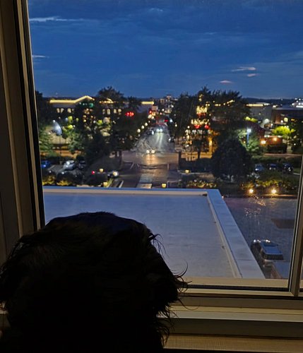 Momo (Gemelli) enjoyed watching the fireworks out of the hotel window this evening. She's had lots of exposure training with ...