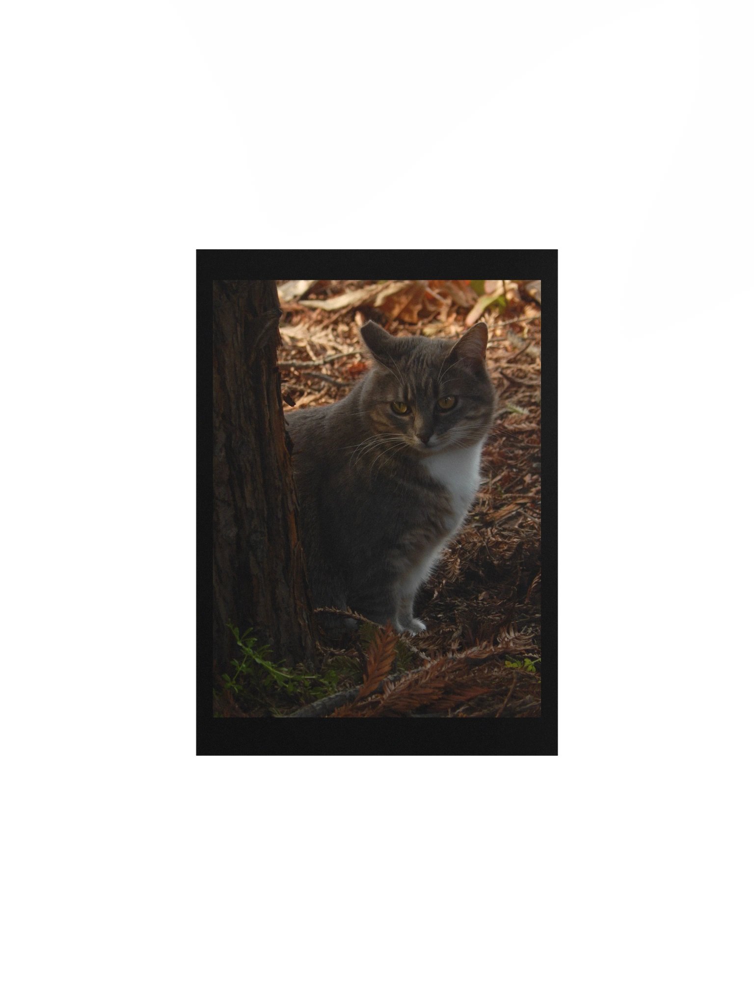 Forest Kitty product image (1)