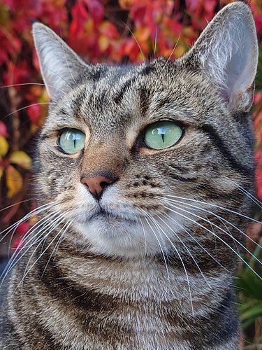 Lily being gorgeous this #caturday 😘