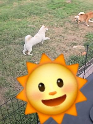 The weather was so nice today! Enjoy some Shib-smr #asmr #shibainu #rumi ##stillnotapolarbear #deku 