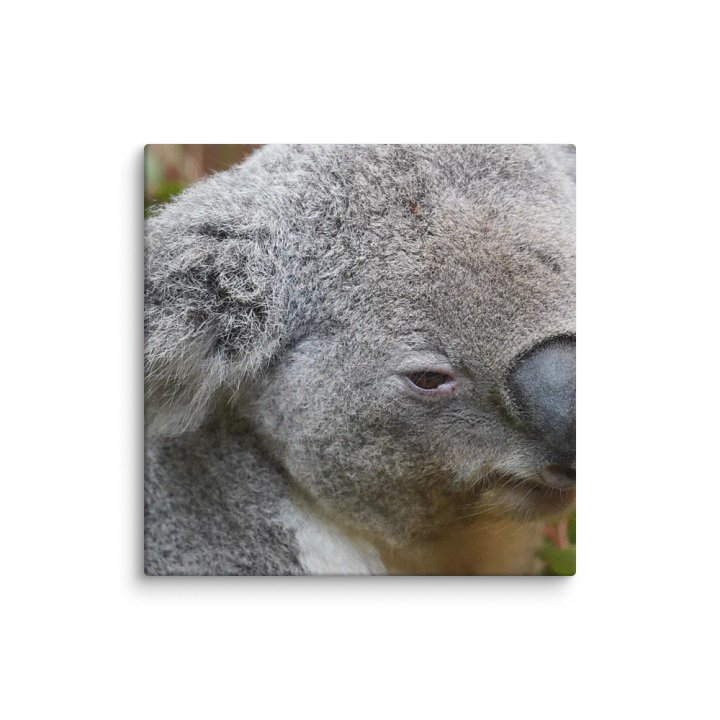 Koala Canvas product image (1)