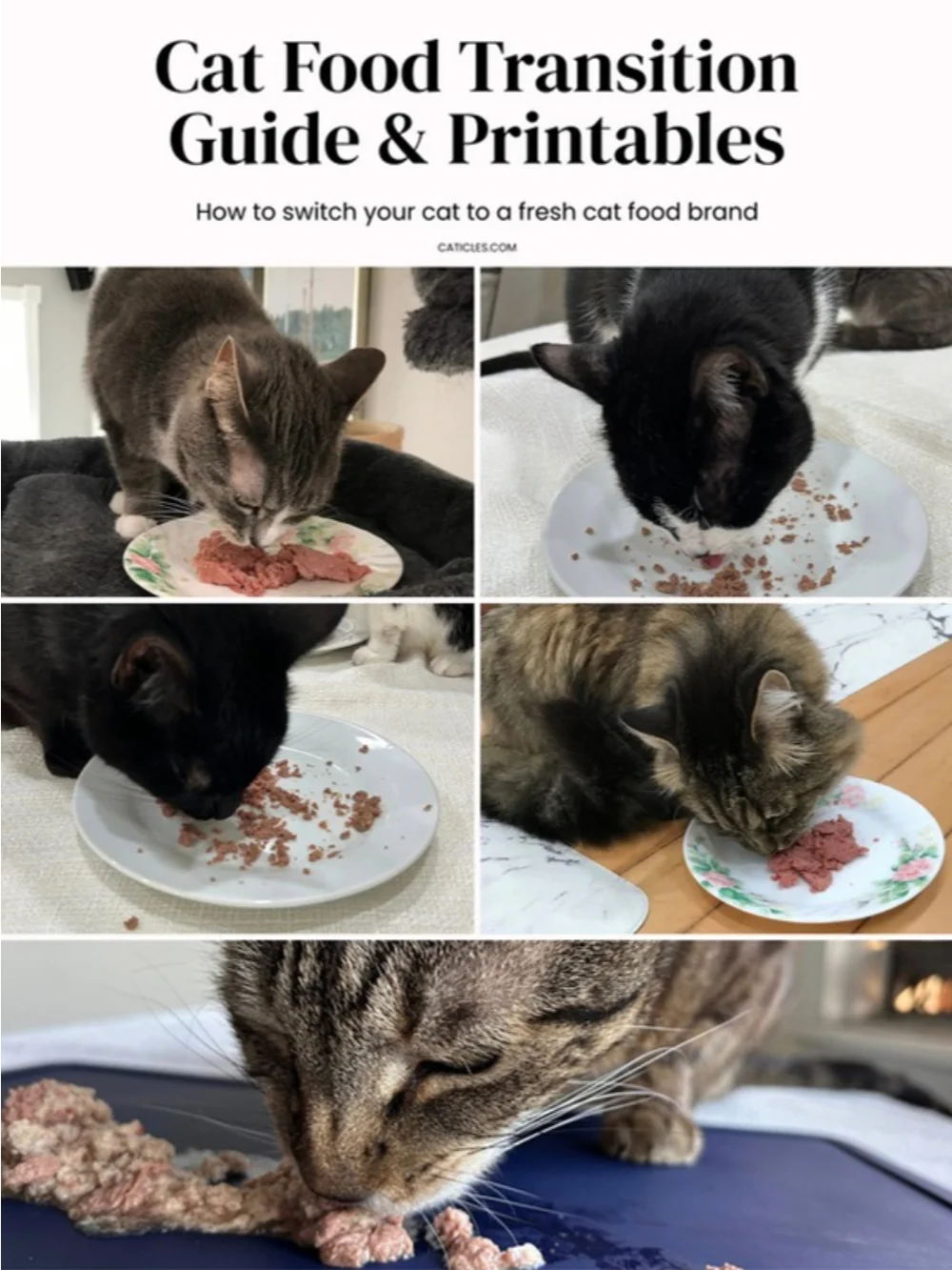Food transition pdf printables - switch your cat from kibble to wet food ebook product image (1)