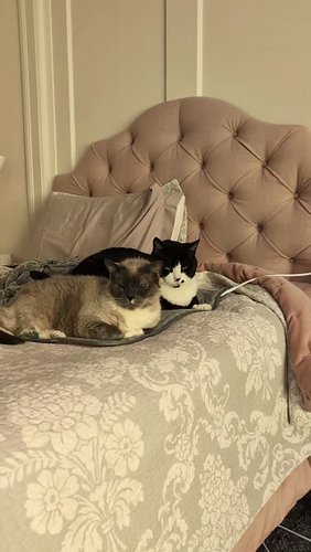 Happy Caturday from Romeo and Archie! 🩷🩷🩷

#caturday #purrlates #selfcare #adoptdontshop #catsofinstagram