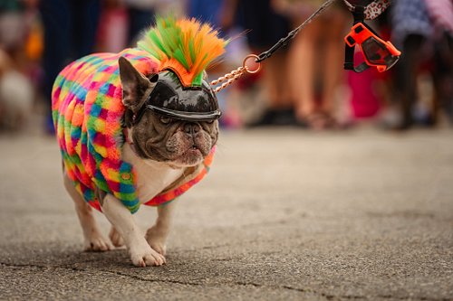 Happy Woof Wednesday from this lil cutie patootie all dressed up for the Red Poppy Pup Parade 😍
