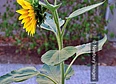 Sunflowers's tag thumbnail