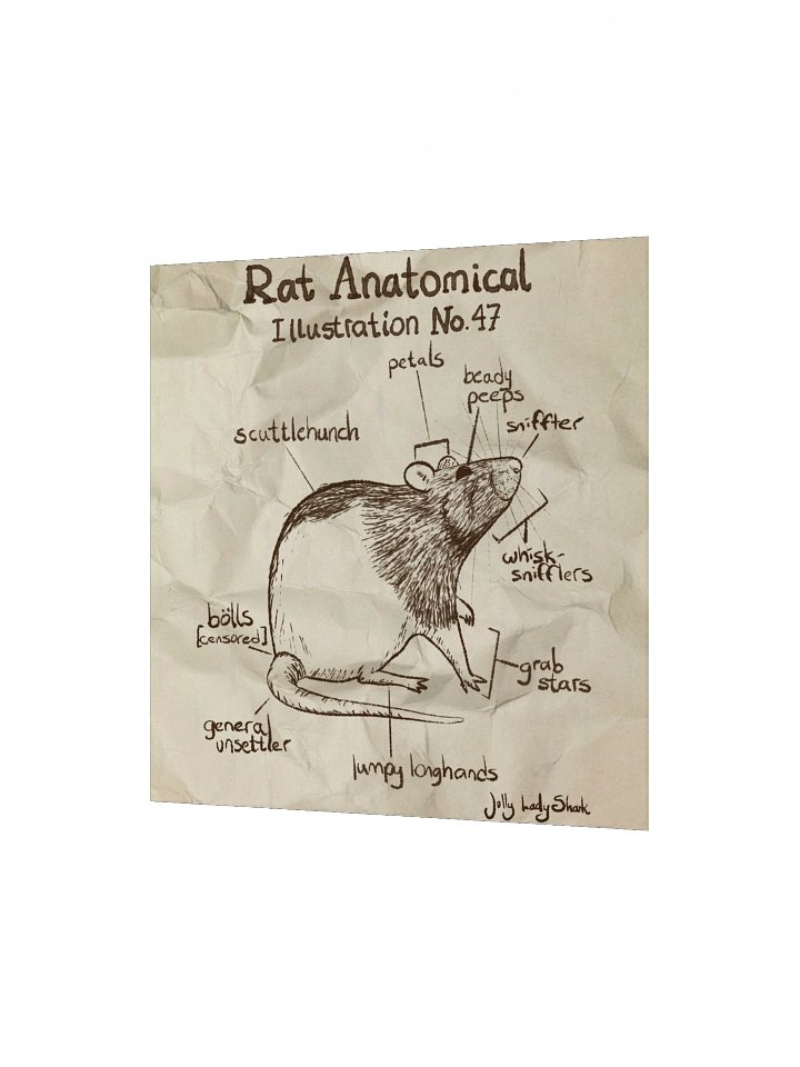 Rat Anatomy Poster product image (7)
