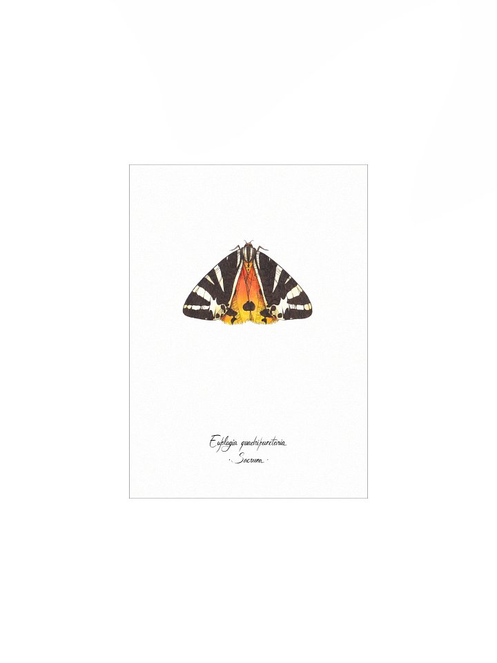 Euplagia Quadripunctaria • Print product image (1)