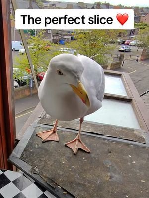 Buying steven his salmon is my favourite part of the day ❤️ #fyp #foryou #seagull #birds #feedingsteven