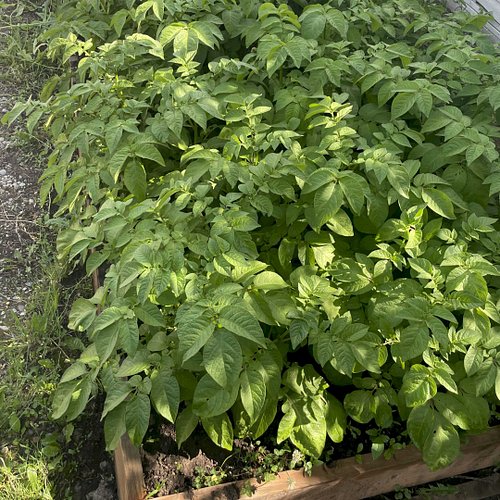 🌱 Our potato plants have grown quite tall in the past few weeks. They've enjoyed sunny days.🔆

#summergardening #sunnydays