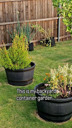 🌿 Welcome to my backyard container garden, where my whole focus is beneficial insects and pollinators!

We grow all of our le...