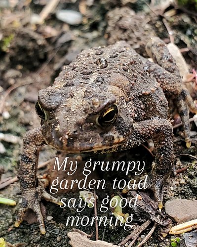 Found this toad in the garden, her camouflage is amazing almost didn't spot it!