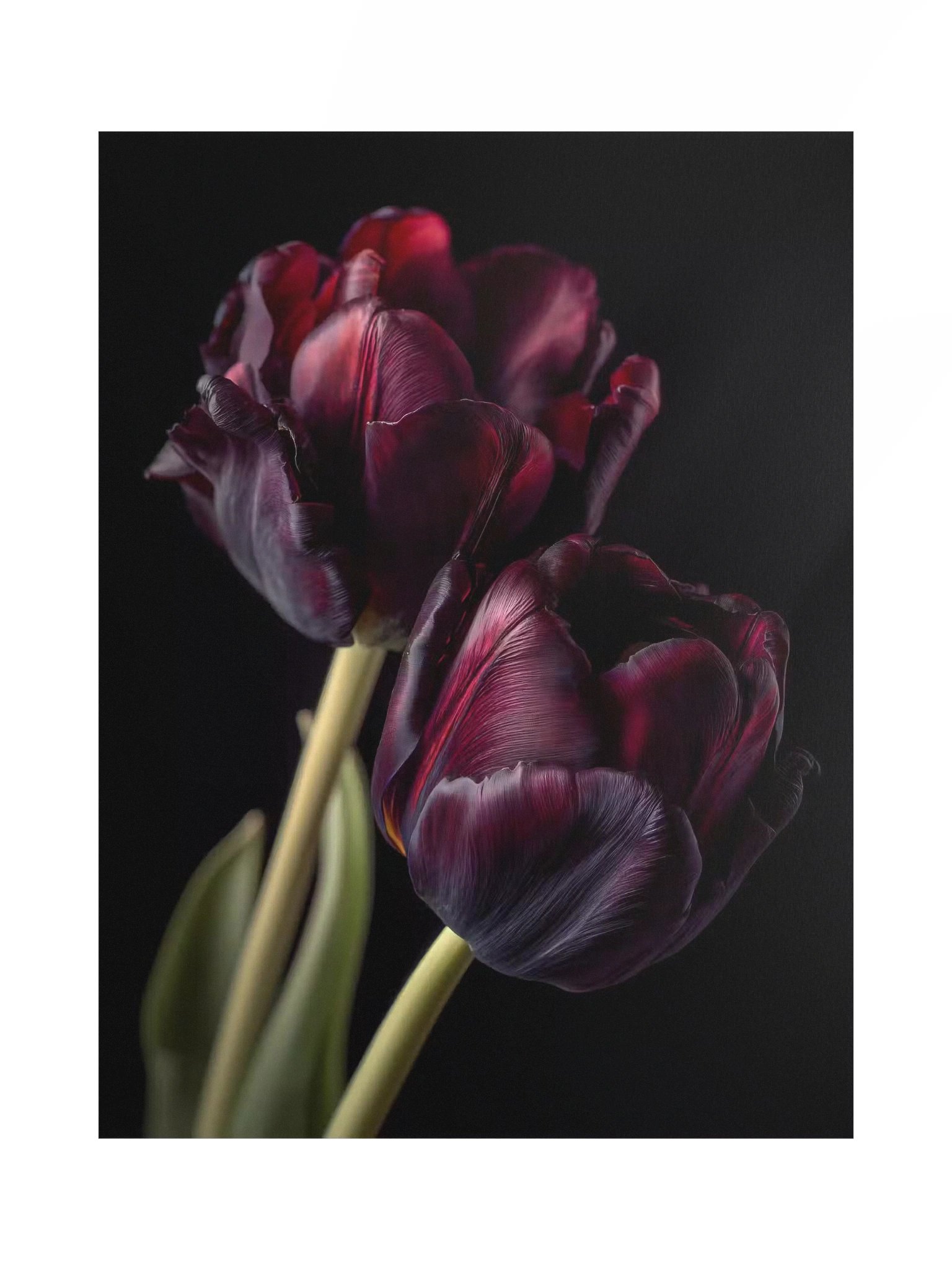 Tulips After Dusk III — Carmine Duet Fine Art Print product image (1)