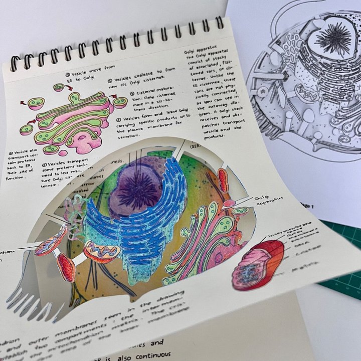 DIY Layered Cell Anatomy Book product image (2)