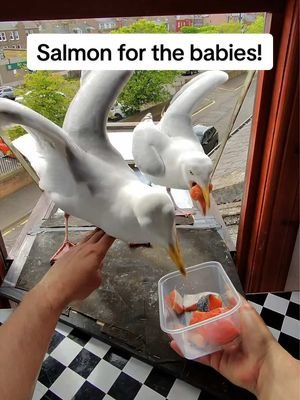 Steven is such a patient man when it comes to sitting for his salmon 😂 he will do anything to feed his children… ❤️ #fyp #foryou #seagull #birds #feedingsteven
