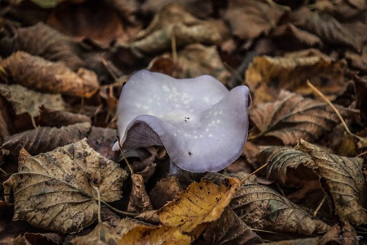 Fine art nature - Glow of Pandora - Shimmers in the Italian Forest. product image (1)