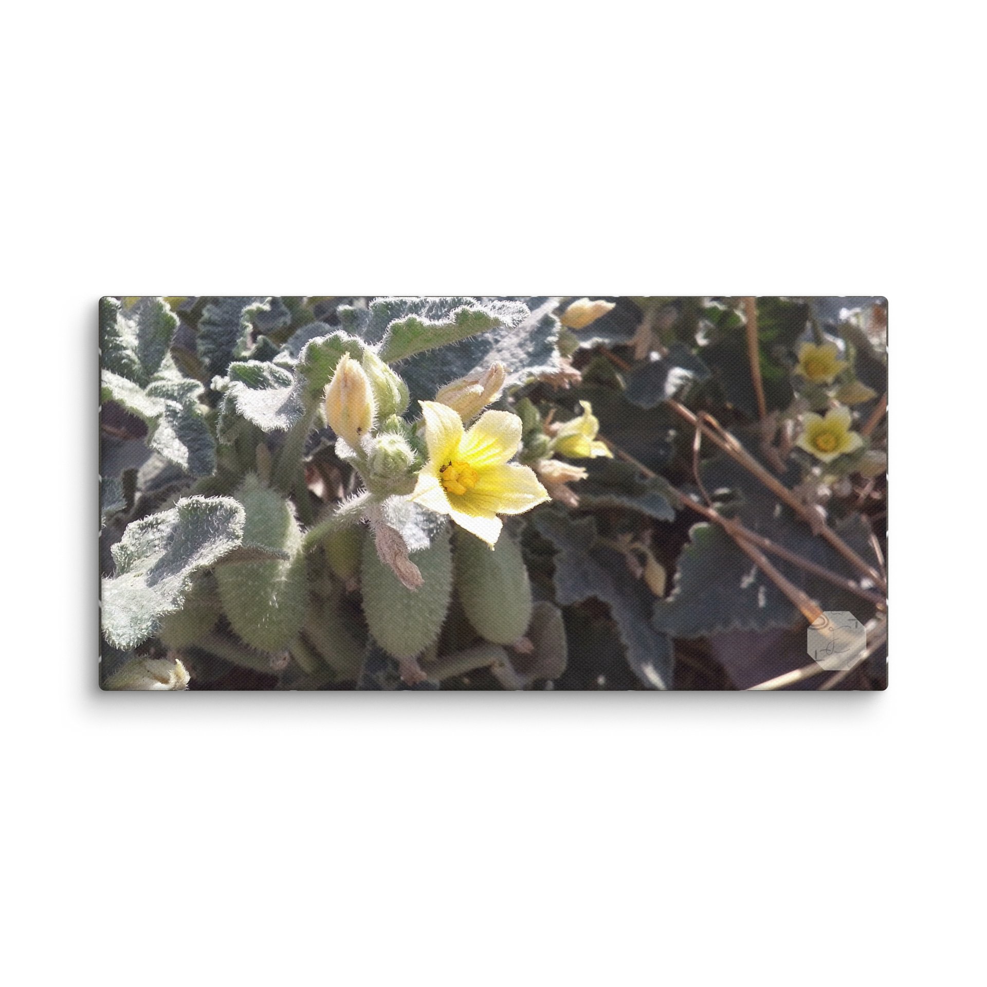 P. Dipsaceus - Canvas Fine Art product image (1)