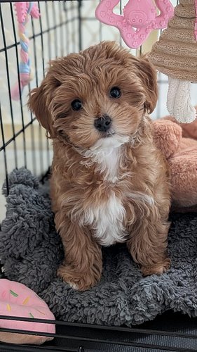 🚨 10 weeks old… and already THIS dialed in? 👀🐶

Meet Rosie, a 10-week-old Havapoo on Day 8 of 29 in her Potty, Crate & Obedie...