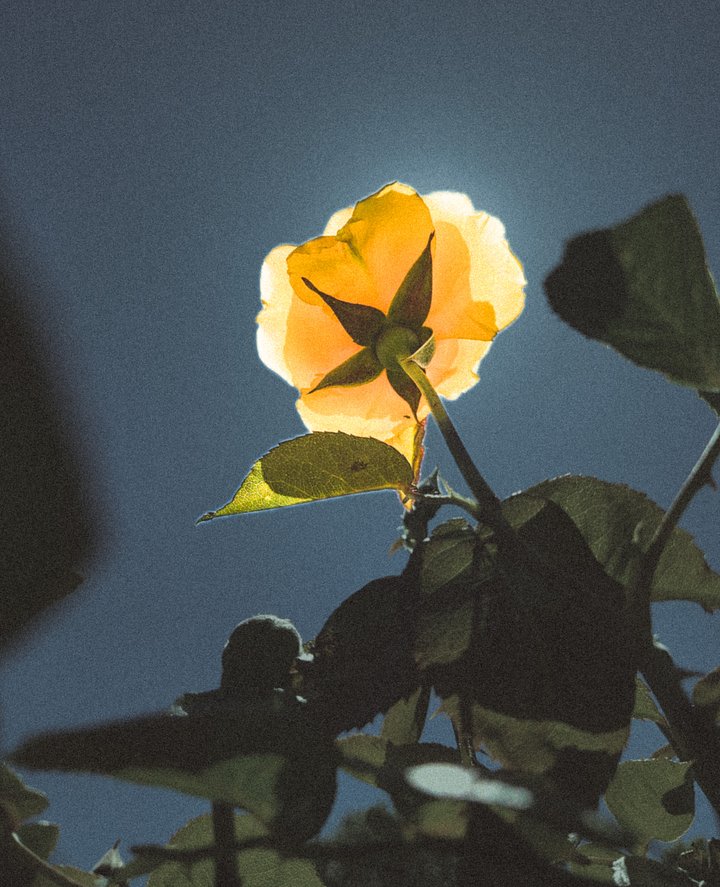 An Ant’s Moon. product image (2)