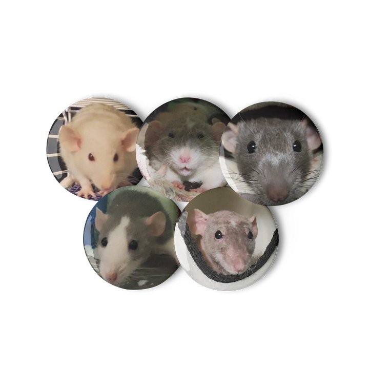 Rat Pictures 2 || Set of Pin Buttons product image (2)