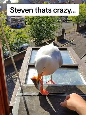 Steven you little monster 😂  #fyp #foryou #seagull #birds #feedingsteven