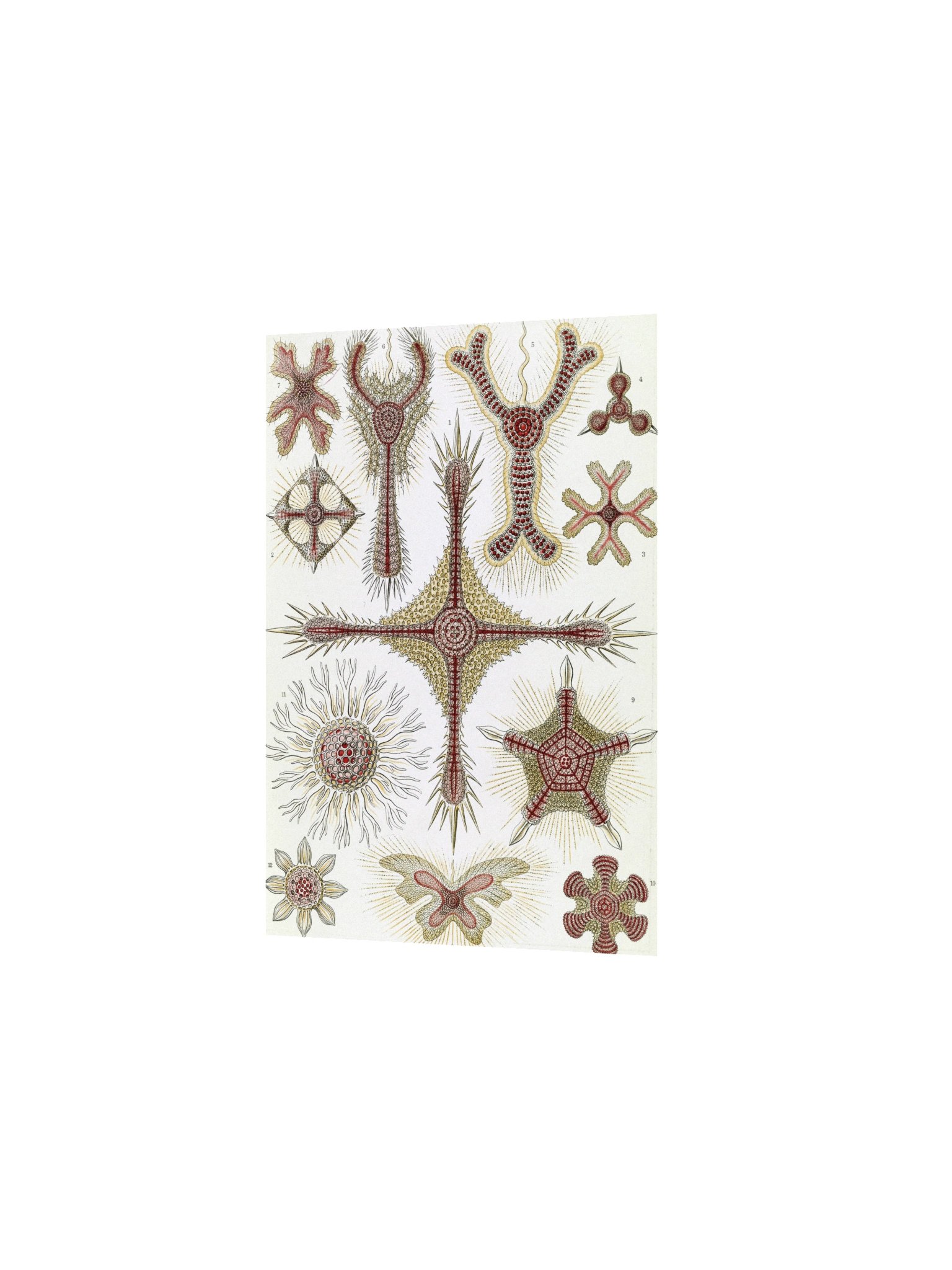 Disc Radiolarians Antique Microscopy Art Print product image (6)