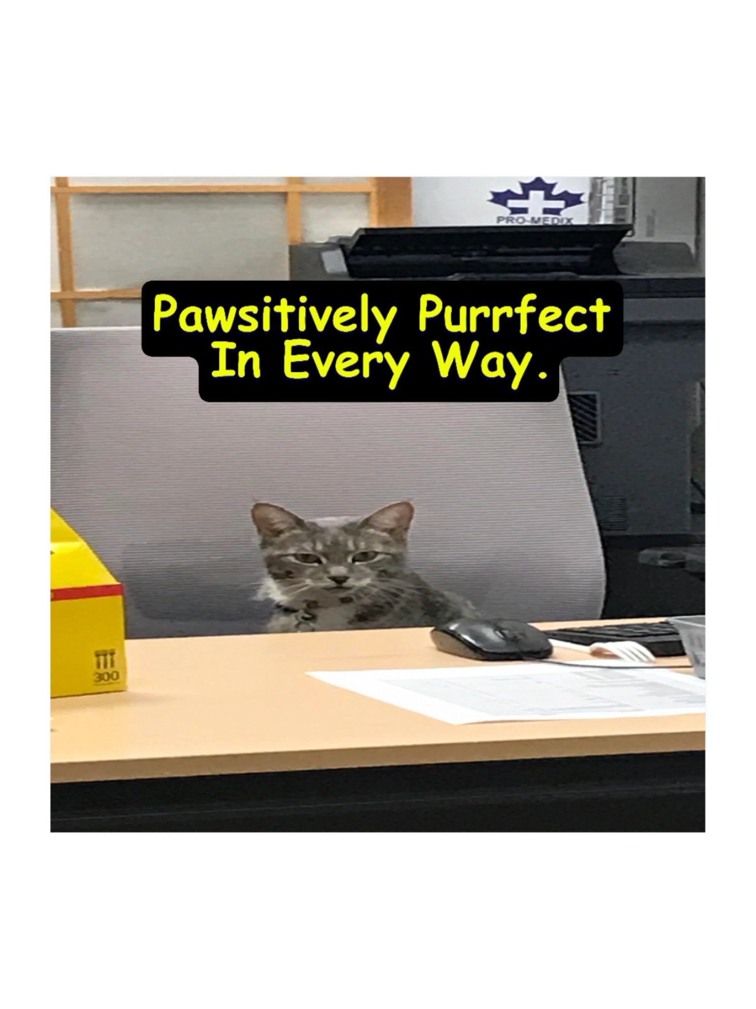 Pawsitively Purrfect Sticker product image (1)