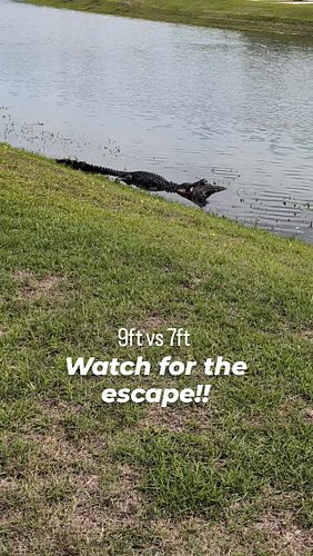 A 9 footer vs a 7 footer... And an escape!

#alligator #fight #escape #gator #splash