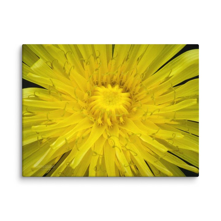 Full Sun Dandelion - Print On Canvas product image (1)