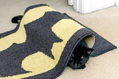 Some days, you just gotta sleep in weird places.