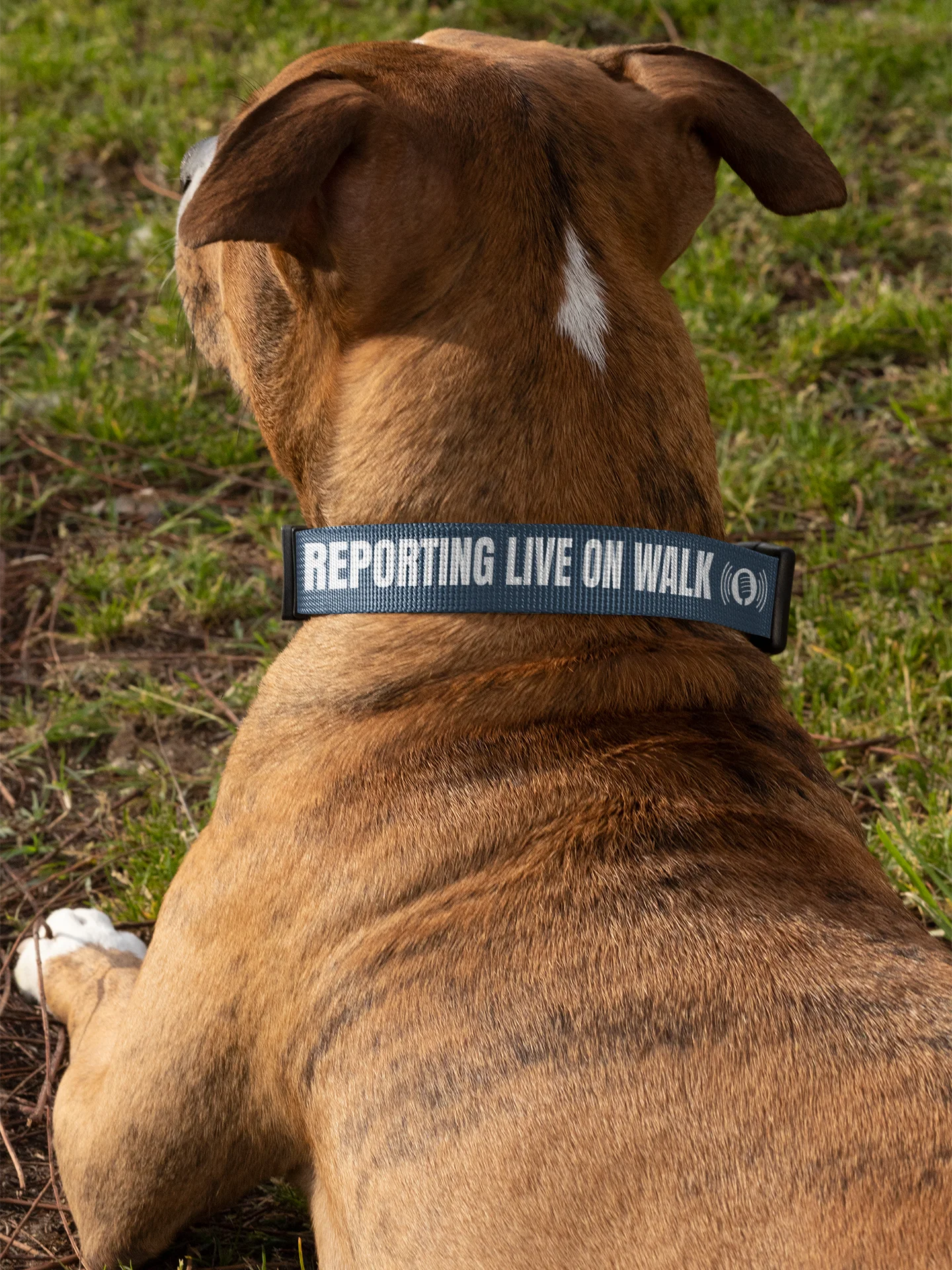 Reporting Live On Walk Dog Collar product image (13)