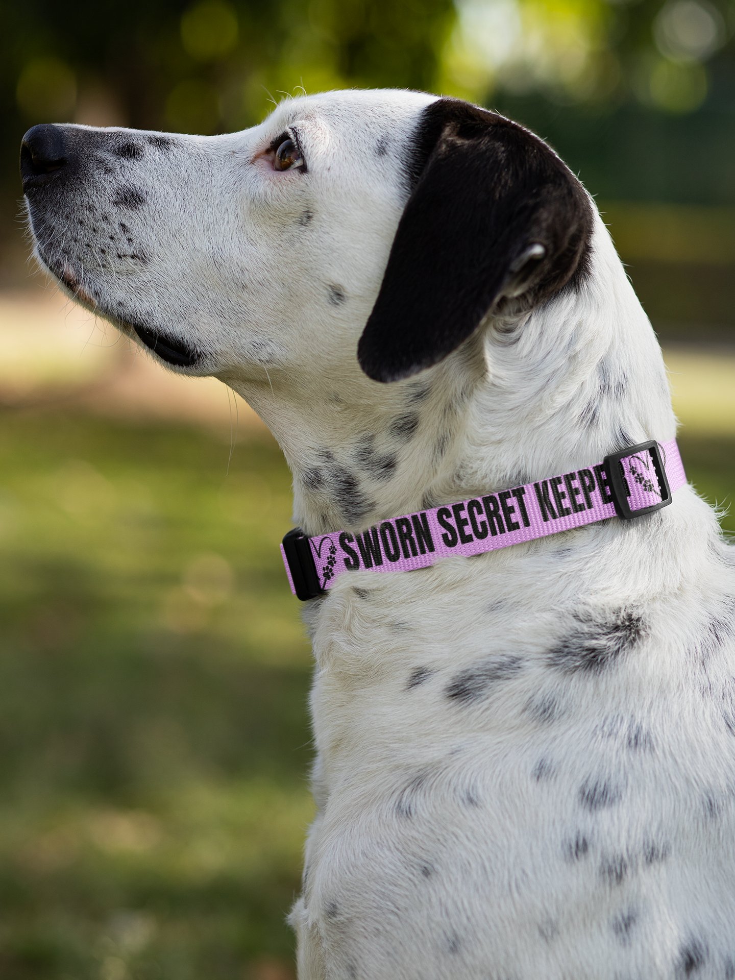 Sworn Secret Keeper Dog Collar & Leash Set product image (13)