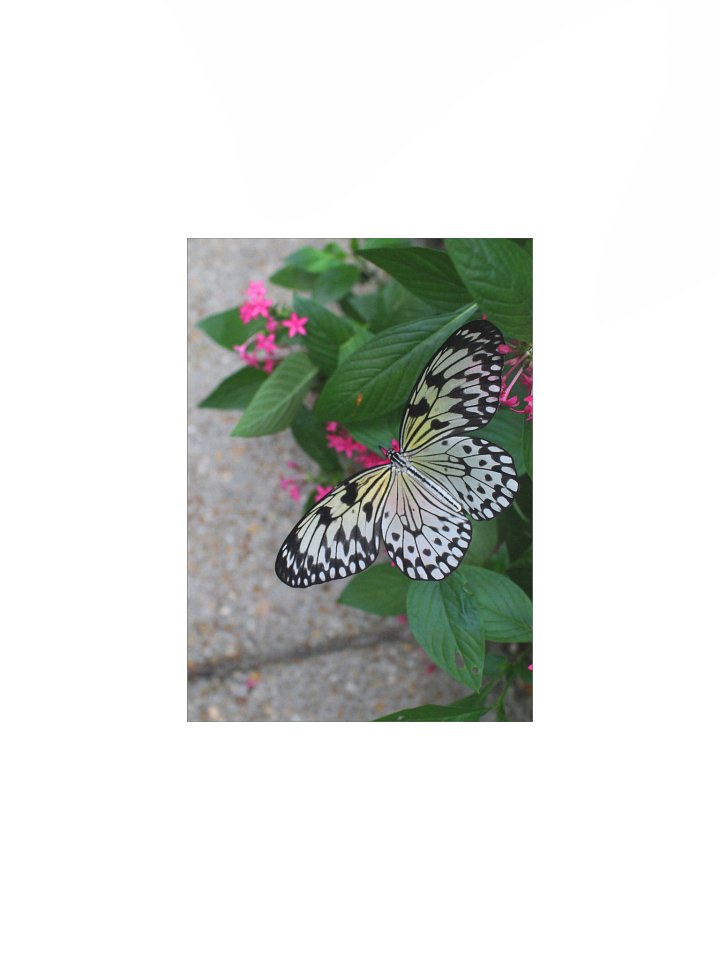 Yellow Butterfly Flying product image (4)