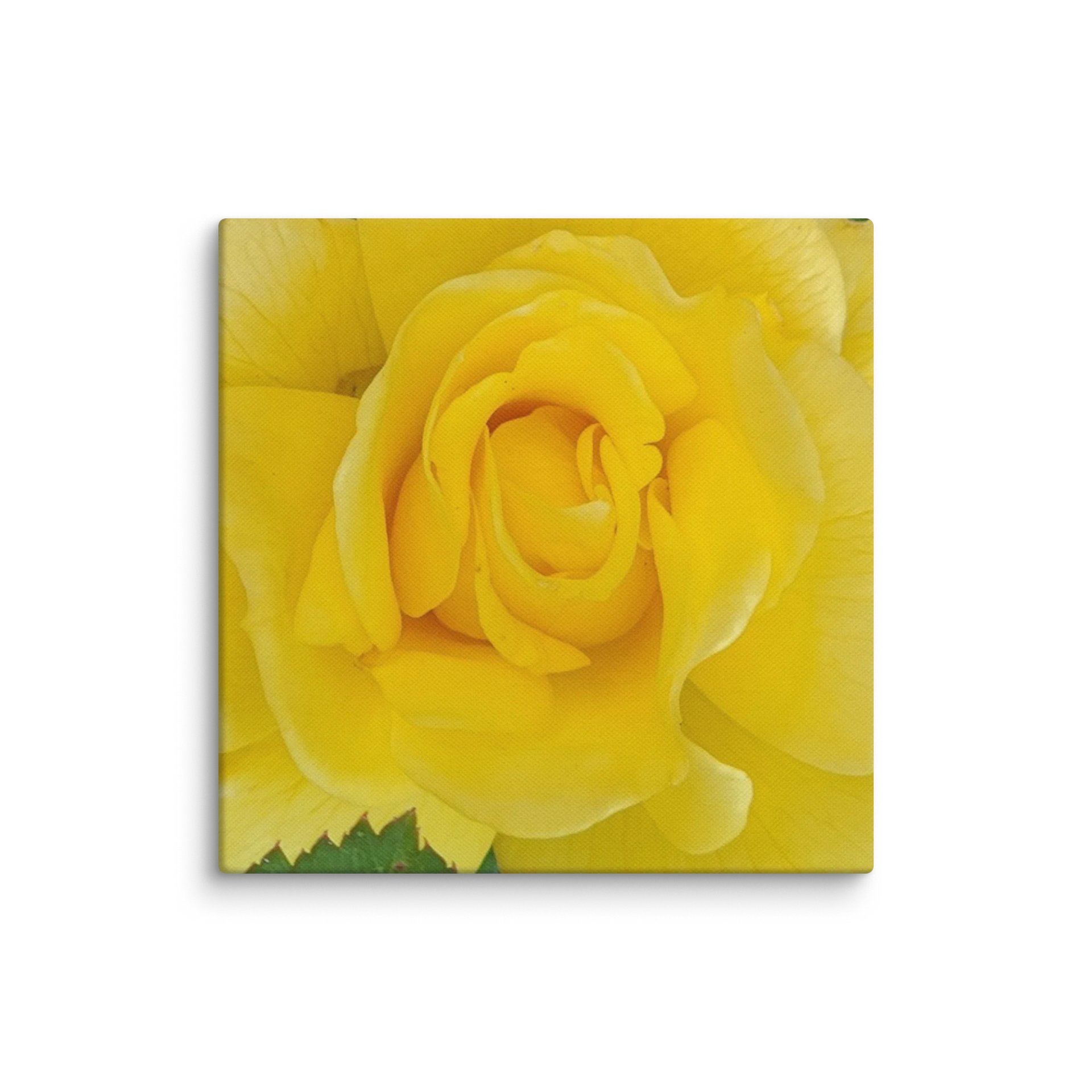 Sunshine Rose Canvas product image (17)